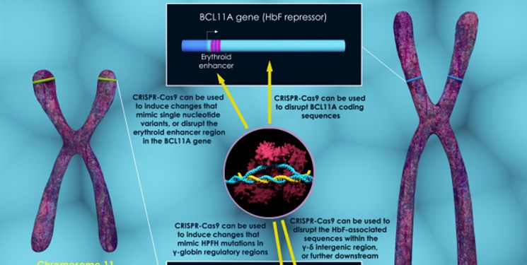 درمان بیماری‌های خونی خطرناک با دستکاری ژنتیک