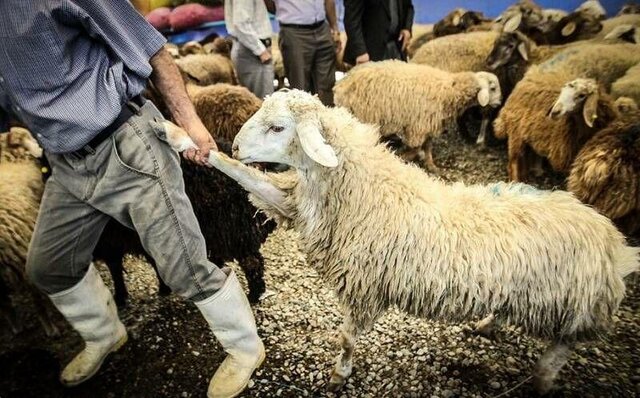 کشف ۷۳ هزار رأس دام قاچاق در مناطق ممنوعه مرزی