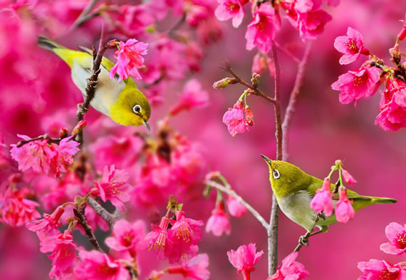 گلچینی از ترانه هایی که شما را به یاد نوروز می اندازند