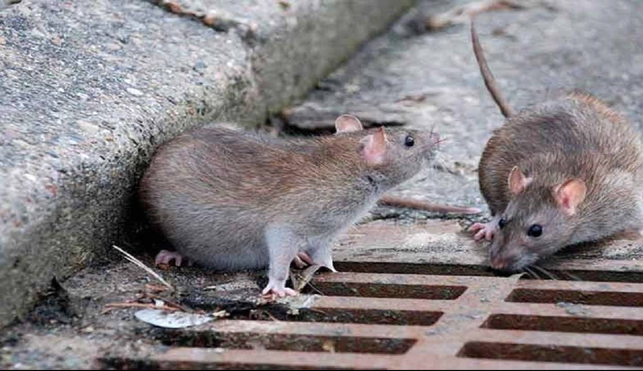 بیماری‌های قابل انتقال از موش به انسان