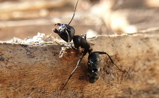 توانایی خارق‌العاده حرکتی موجوداتی ریز 
                چطور مورچه‌ها از دیوار صاف بالا می‌روند و جاذبه را به چالش می‌کشند؟