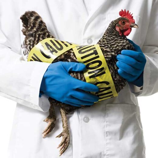 مشاهده اولین مورد آنفلوآنزای مرغی در اسپانیا
                این بیماری دست از سر جهان برنمی‌دارد؛ آیا دلیلی برای نگرانی وجود دارد؟