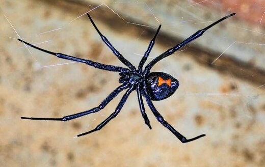 توانایی عجیب عنکبوتی که زهرش ۱۵ برابر کشنده‌تر از مار زنگی است