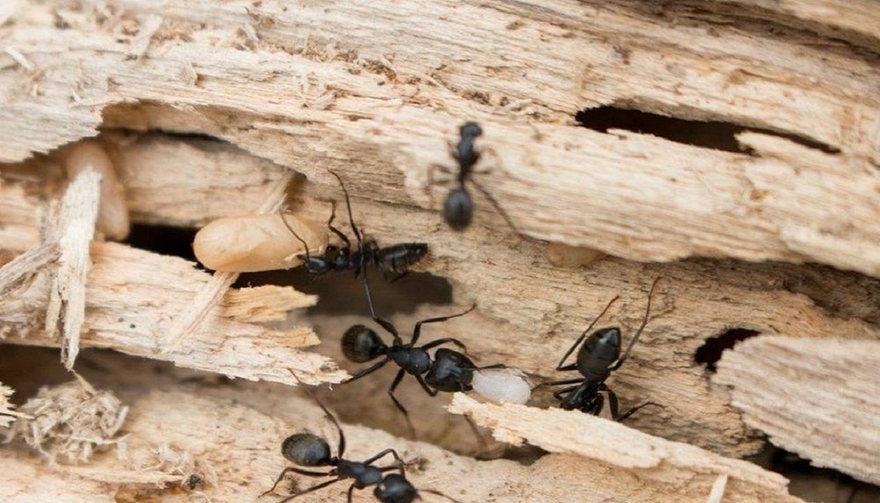 گوناگون/ کشف شهری شگفت‌انگیز در لانه عظیم مورچه‌ها!