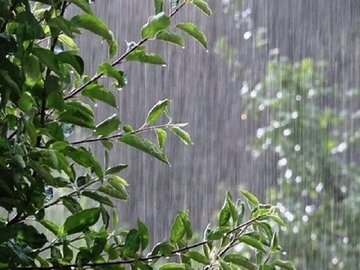 مدیرکل هواشناسی کرمانشاه:
                پیش‌بینی می‌شود بارش روزهای آتی در کرمانشاه به ۱۰۰ میلی متر برسد