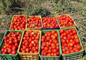 چرا گوجه‌فرنگی از سطح بازار جمع‌آوری شد؟